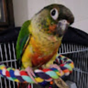 Meet your Posher, Pisces